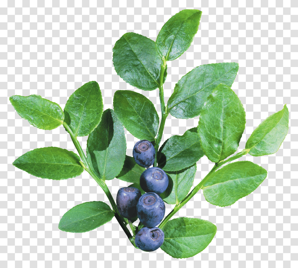 Blueberries, Fruit Transparent Png