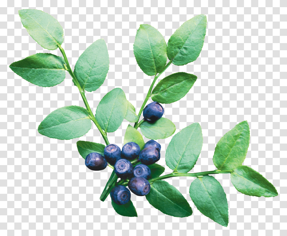 Blueberries, Fruit Transparent Png