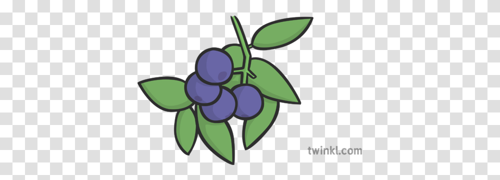 Blueberries Illustration Twinkl Cartoon, Plant, Grapes, Fruit, Food Transparent Png