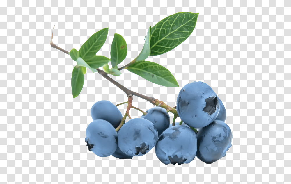 Blueberries Image For Free Download Blueberry Branch, Plant, Fruit, Food, Egg Transparent Png