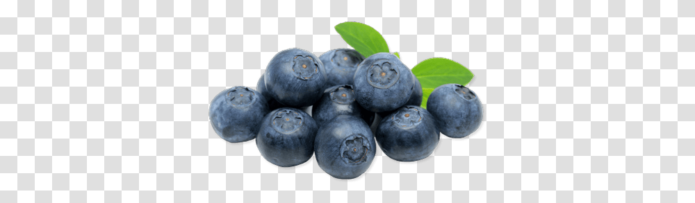 Blueberries Images Background Blueberries, Plant, Blueberry, Fruit, Food Transparent Png