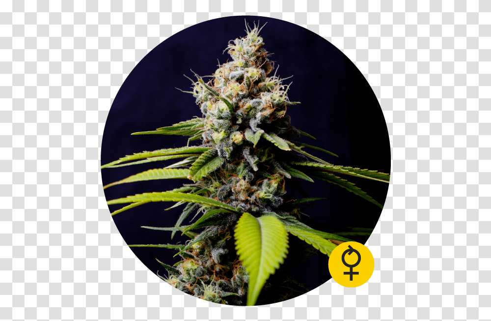 Blueberry 420 Auto Feminised Cannabis Seeds Blueberry 420 Auto The Bulldog Seeds, Plant, Weed, Pineapple, Fruit Transparent Png