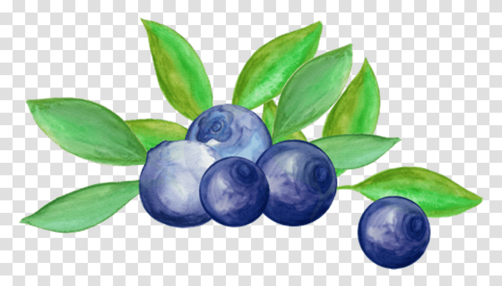 Blueberry Arrangement Watercolor Blueberry, Plant, Fruit, Food, Grapes Transparent Png