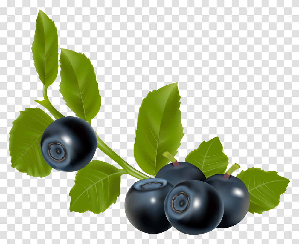 Blueberry Blueberry Branch, Plant, Fruit, Food, Leaf Transparent Png