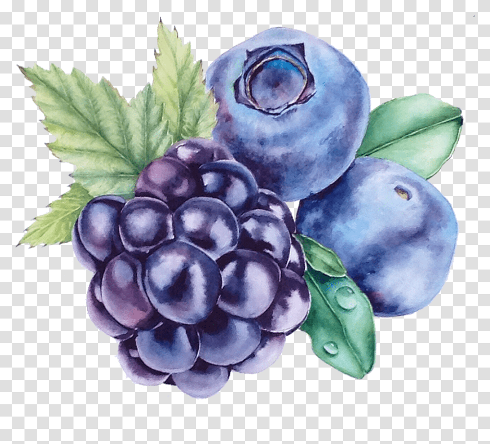 Blueberry Clipart Grape Watercolour, Plant, Fruit, Food, Grapes Transparent Png