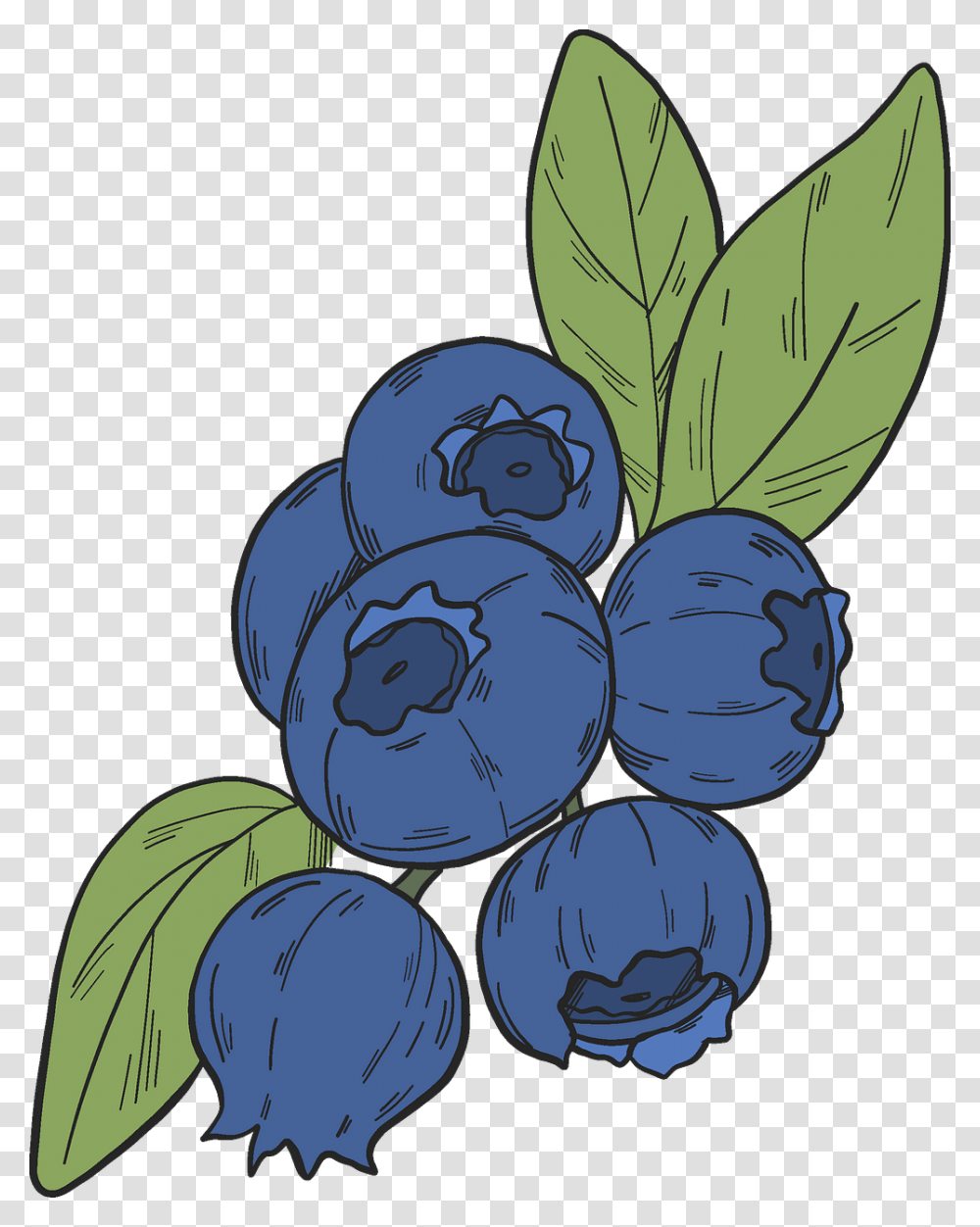 Blueberry Clipart Seedless Fruit, Plant, Food, Grapes Transparent Png