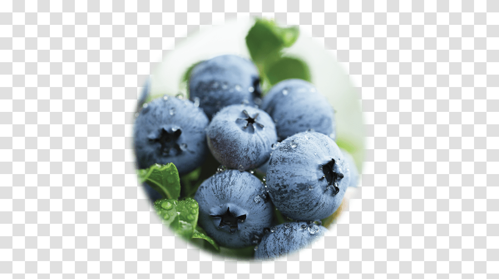 Blueberry Detox Daily Fiber Formula Blueberry Golf Coast, Plant, Fruit, Food Transparent Png