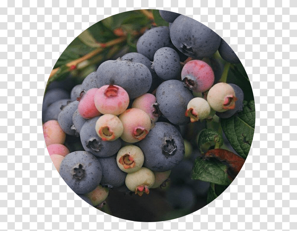 Blueberry, Fruit, Plant, Food, Apple Transparent Png