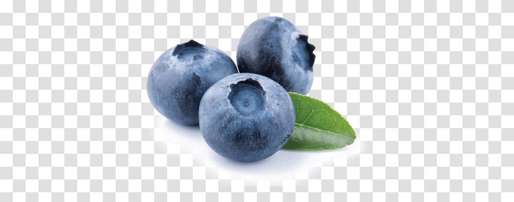 Blueberry Germinal Organic Food, Plant, Fruit Transparent Png