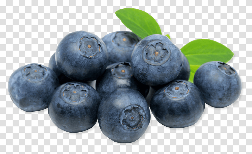 Blueberry Image For Free Download Blueberries, Fruit, Plant, Food Transparent Png