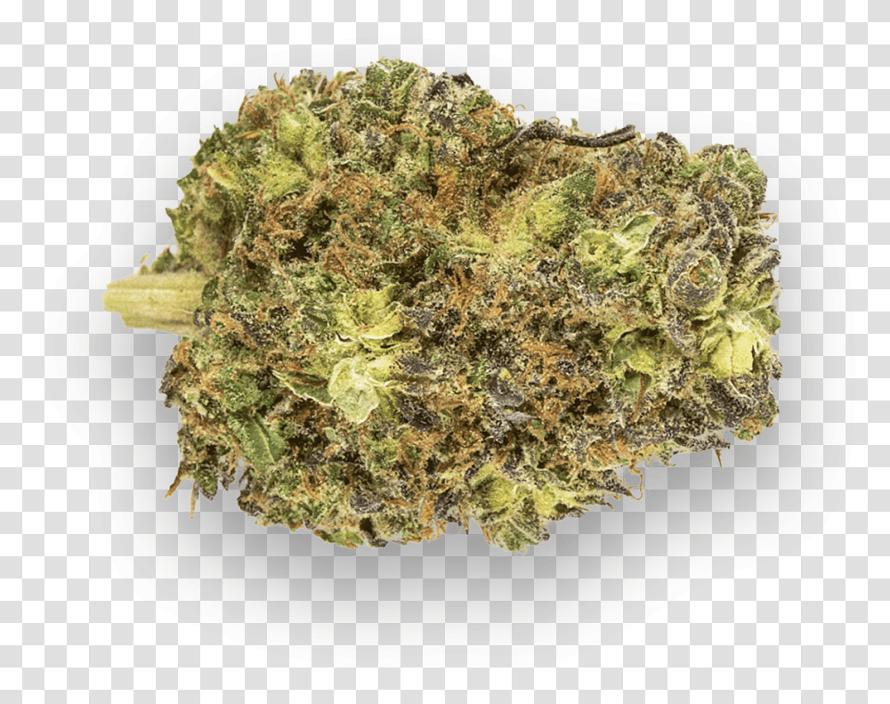 Blueberry Kush, Plant, Moss, Weed, Mineral Transparent Png