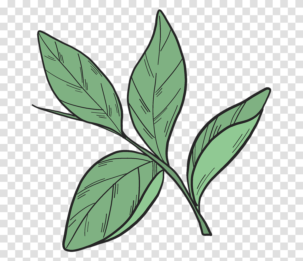 Blueberry Leaves Clipart Free Download Leaves Clipart, Leaf, Plant, Potted Plant, Vase Transparent Png