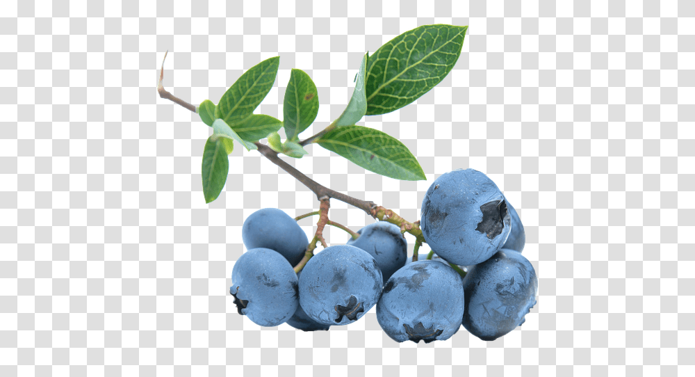 Blueberry No Background Blue Berry Branch, Plant, Fruit, Food, Grapes Transparent Png
