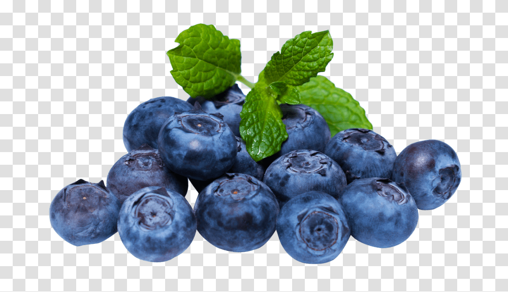 Blueberry, Plant, Fruit, Food, Bird Transparent Png