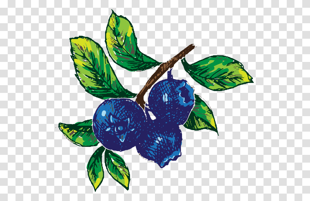 Blueberry Recipes From Chef Isabella Ww, Plant, Fruit, Food, Bird Transparent Png
