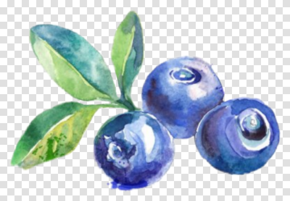 Blueberry Sticker By Kathleen Novelo Blueberries Drawing Transparent Png