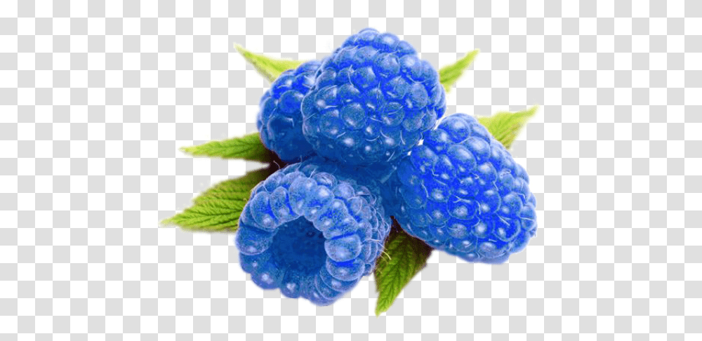 Blueberry Vs Blue Raspberry Blue Raspberry Blue Fruits, Plant, Food, Fungus Transparent Png