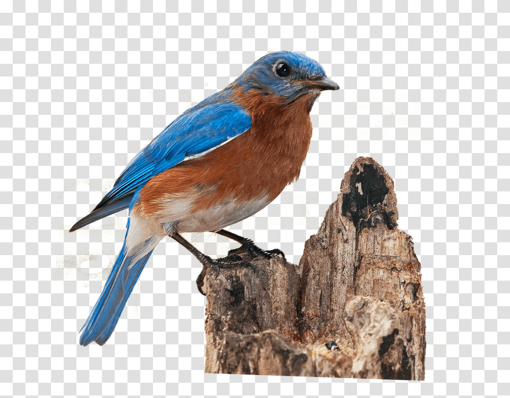 Bluebird 960, Nature, Animal, Jay, Blue Jay Transparent Png