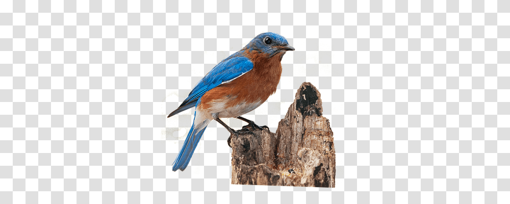 Bluebird Nature, Animal, Jay, Blue Jay Transparent Png