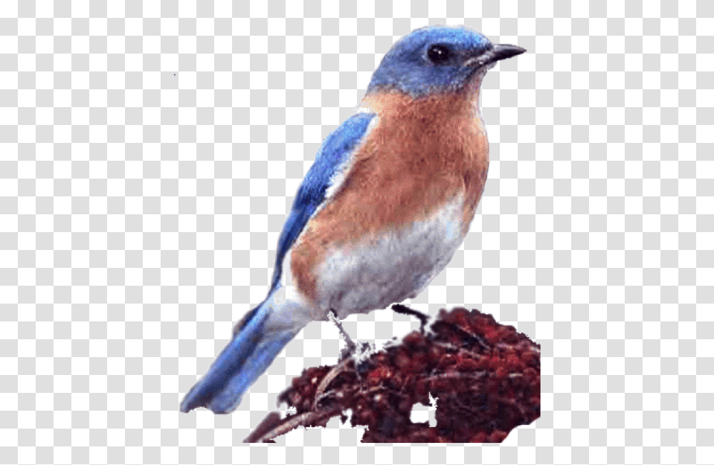 Bluebird, Animal, Jay, Blue Jay, Finch Transparent Png