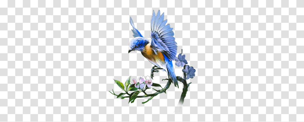 Bluebird, Animal, Jay, Blue Jay Transparent Png