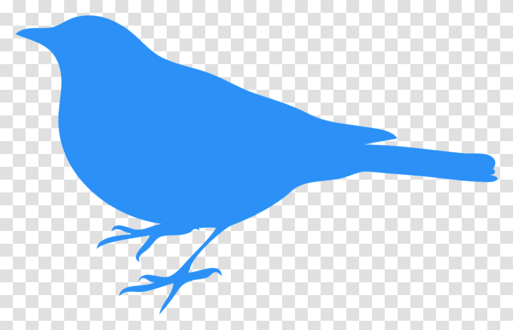 Bluebird Bird Animal Blue Wildlife Ornithology Silhouette Bird Black And White Clipart, Canary, Dove, Pigeon, Sea Life Transparent Png