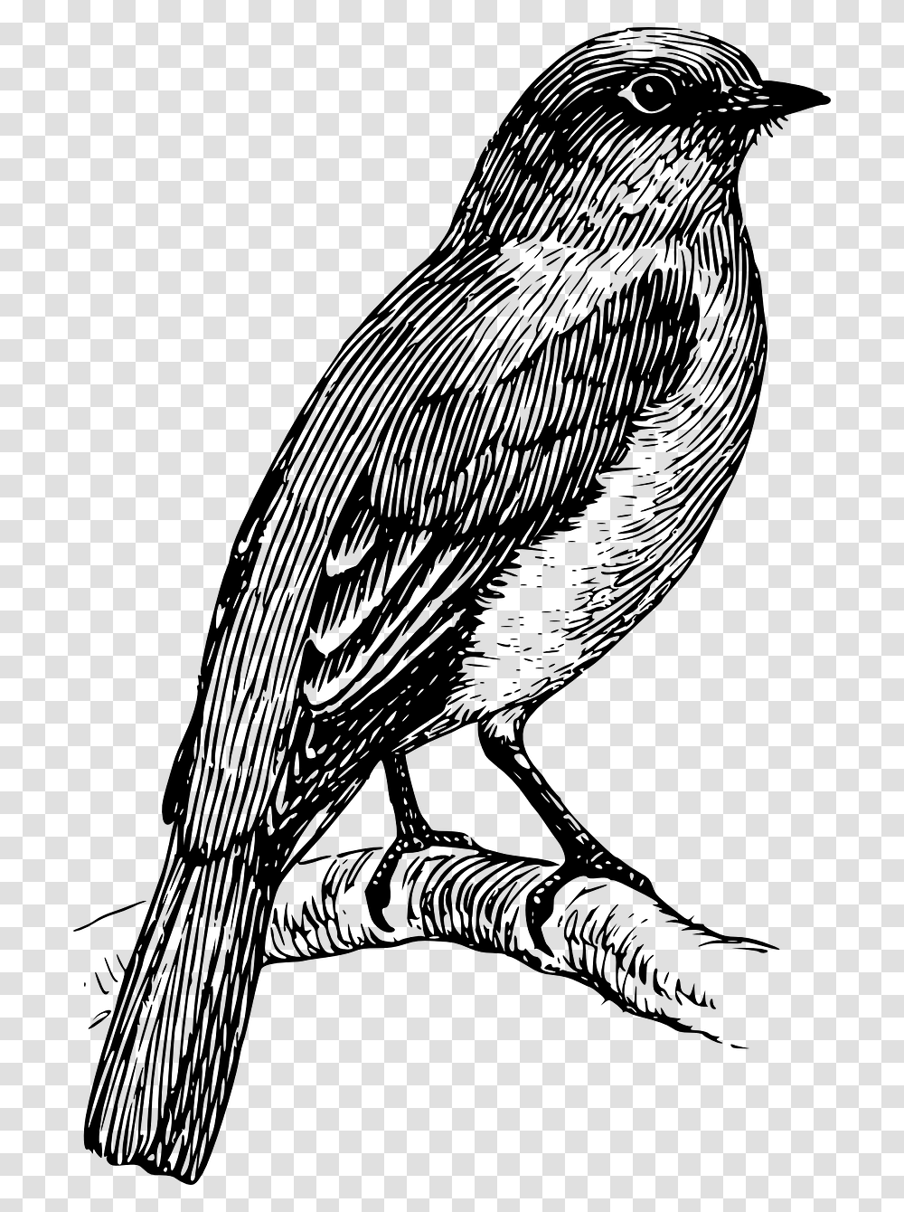 Bluebird Clipart Black And White, Gray, World Of Warcraft Transparent Png