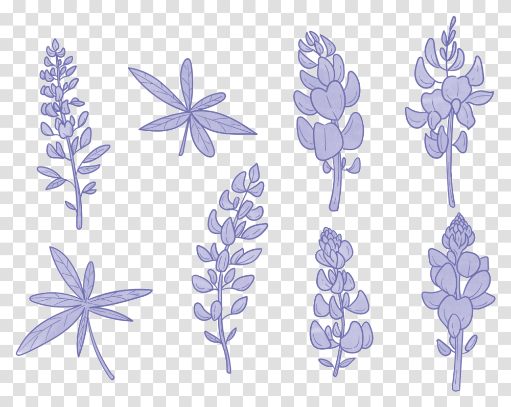 Bluebonnet Flower Vectors Simple Bluebonnet Drawing, Plant, Blossom, Lupin, Pattern Transparent Png