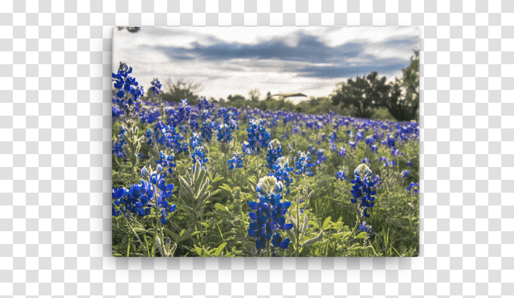 Bluebonnets By The Lake Canvas, Plant, Flower, Lupin, Iris Transparent Png