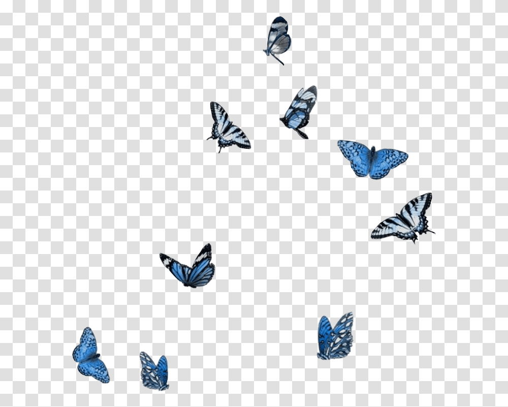 Bluebutterflies Aesthethic Butterflies Butterfly, Animal, Bird, Insect, Invertebrate Transparent Png