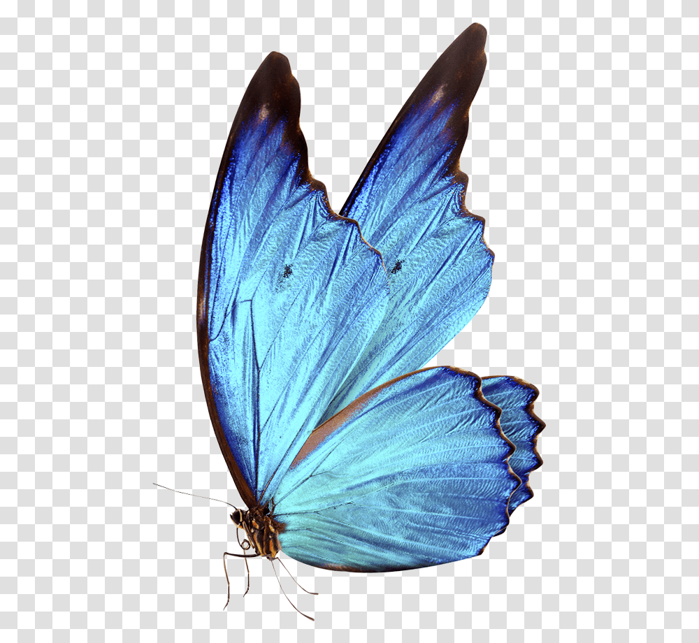 Bluebutterflyhouse Hd Blue Butterfly, Insect, Invertebrate, Animal, Bird Transparent Png