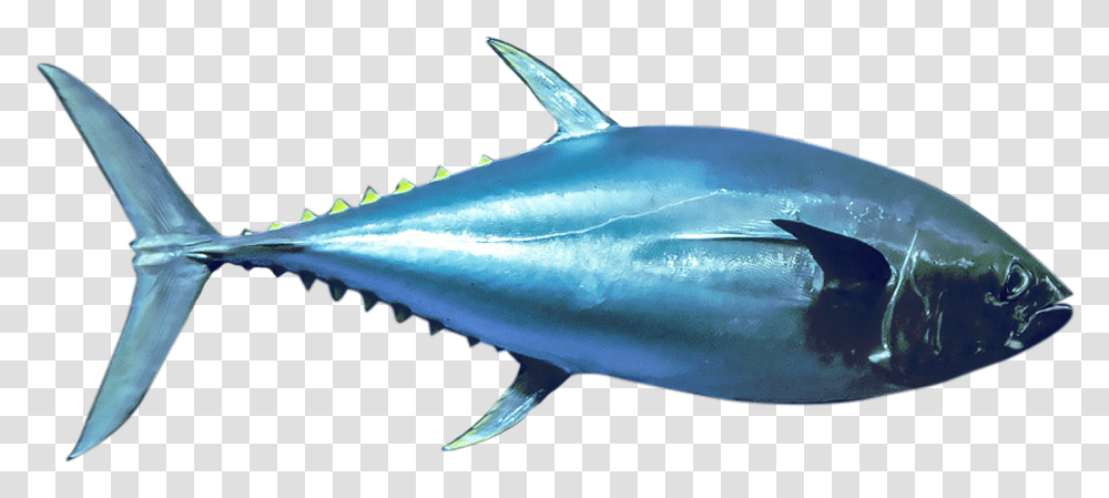 Bluefin Tuna, Sea Life, Fish, Animal, Shark Transparent Png