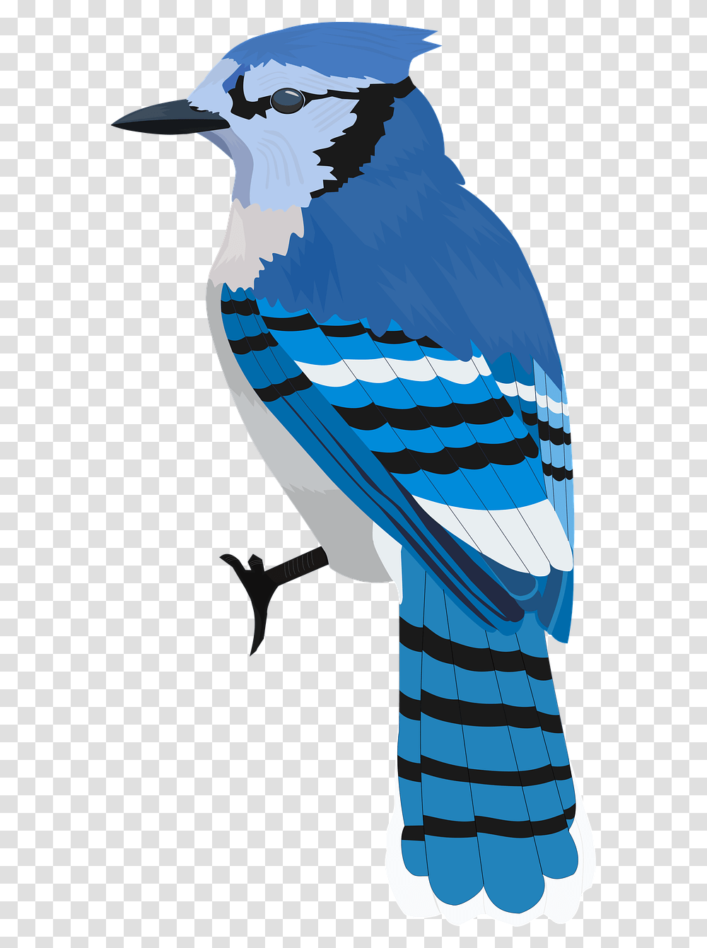 Bluejay Bird Blue Illustration, Animal, Blue Jay, Bluebird Transparent Png