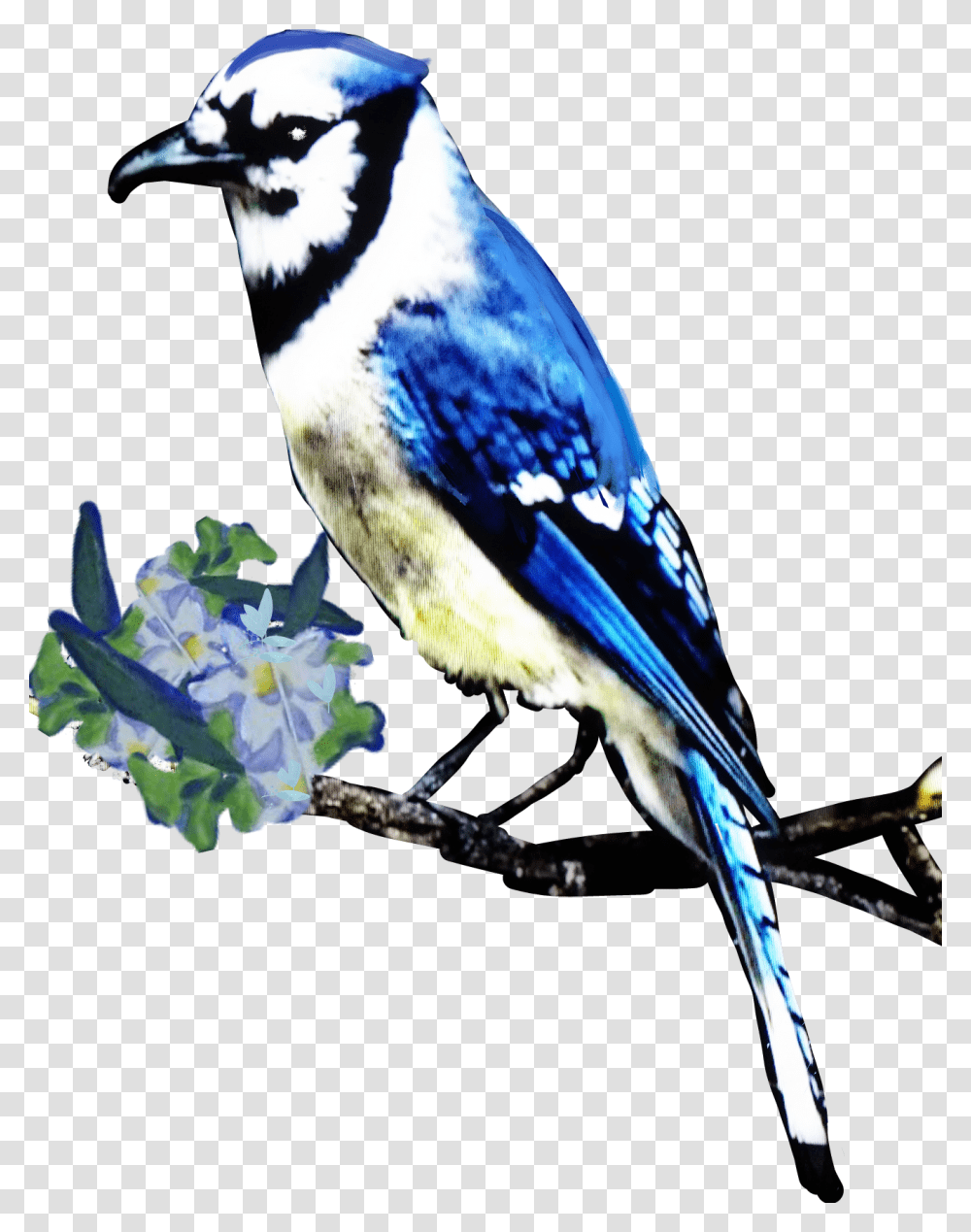Bluejay Jay Bird Animals Nature Elvirajones Clownsinner, Blue Jay, Bluebird Transparent Png