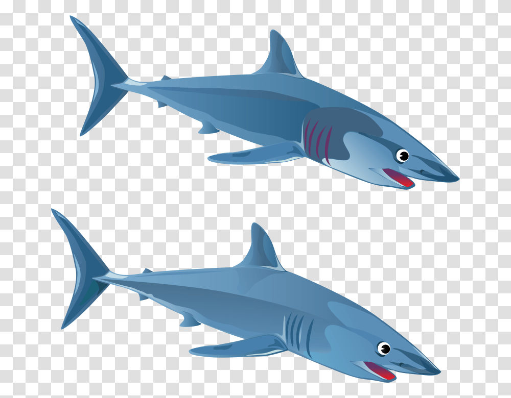 Blueshark, Animals, Fish, Sea Life, Great White Shark Transparent Png