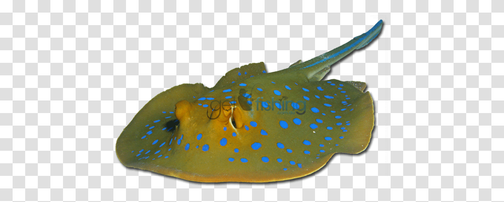 Bluespotted Fantail Ray Blue Spotted Stingray, Car, Vehicle, Transportation, Automobile Transparent Png