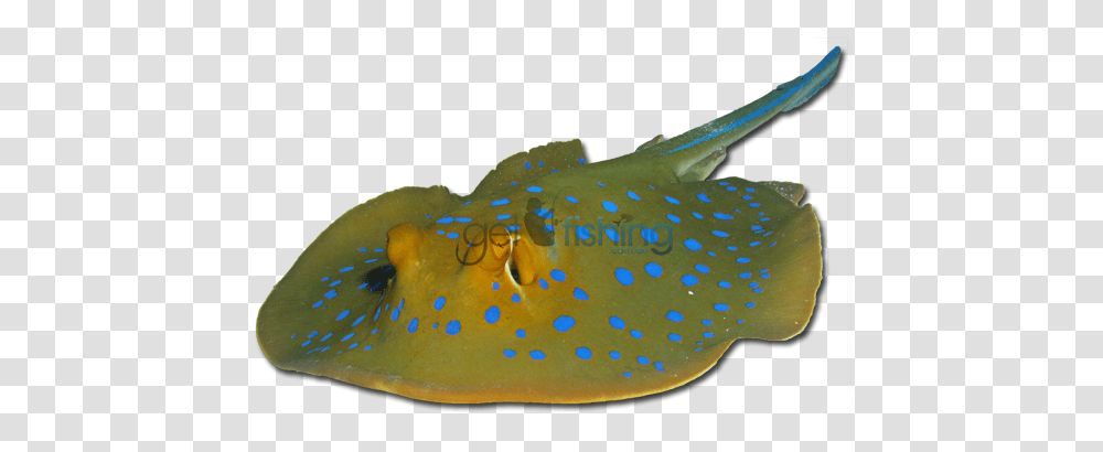 Bluespotted Fantail Ray Get Fishing, Stingray, Car, Vehicle, Transportation Transparent Png
