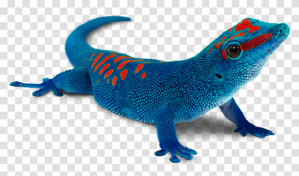Bluetooth Driving The Iot With Silicon Labs Arrowcom Blue Gecko, Lizard, Reptile, Animal, Dragon Transparent Png
