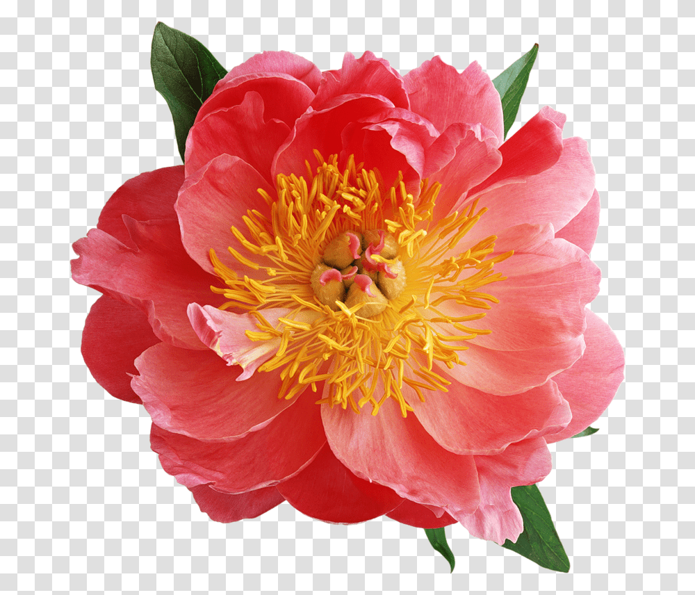 Blumen Rose Peony Old Rose Tattoo Rose Tattoos, Plant, Pollen, Flower, Blossom Transparent Png