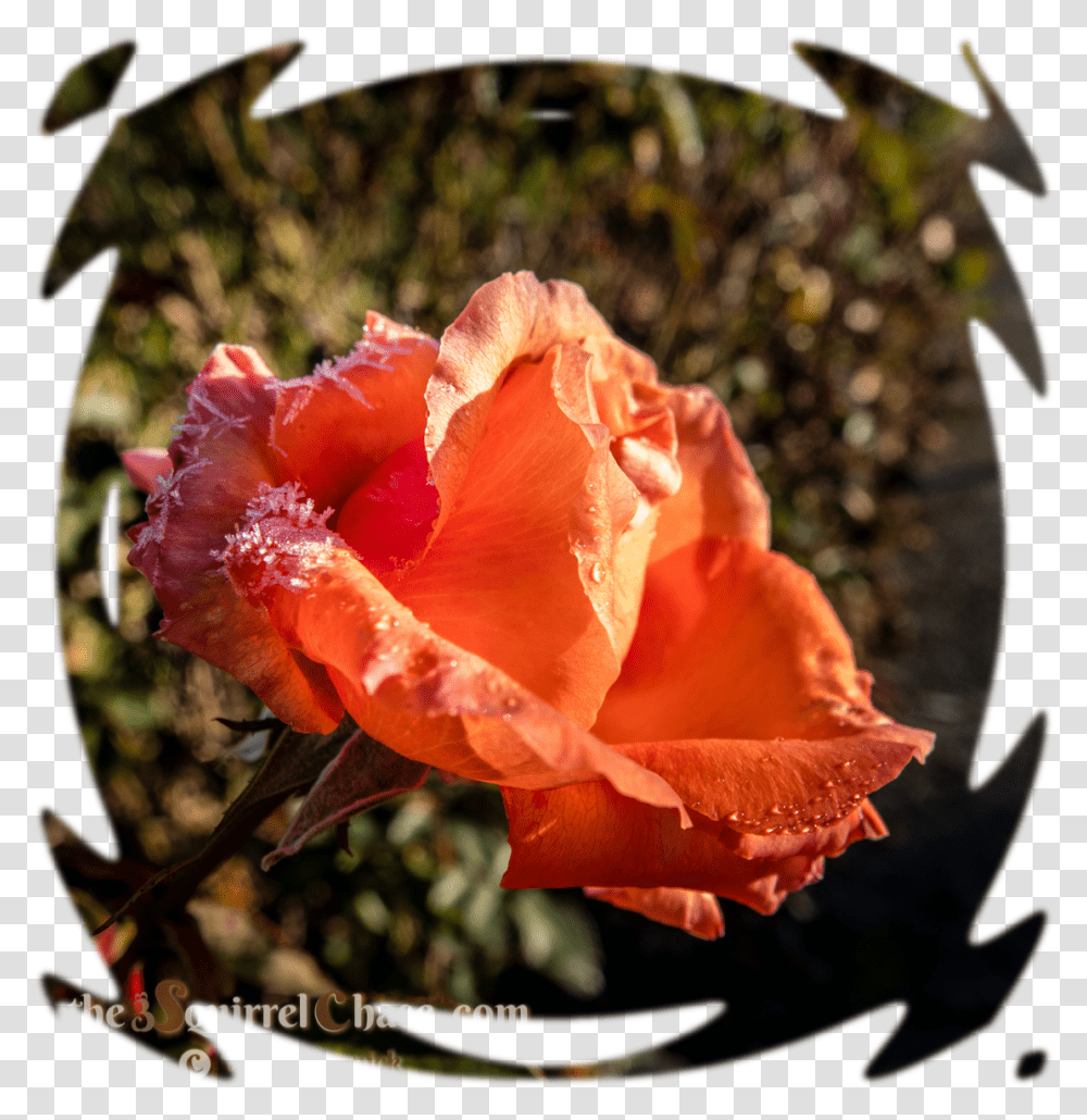 Blur Effect, Rose, Flower, Plant, Blossom Transparent Png