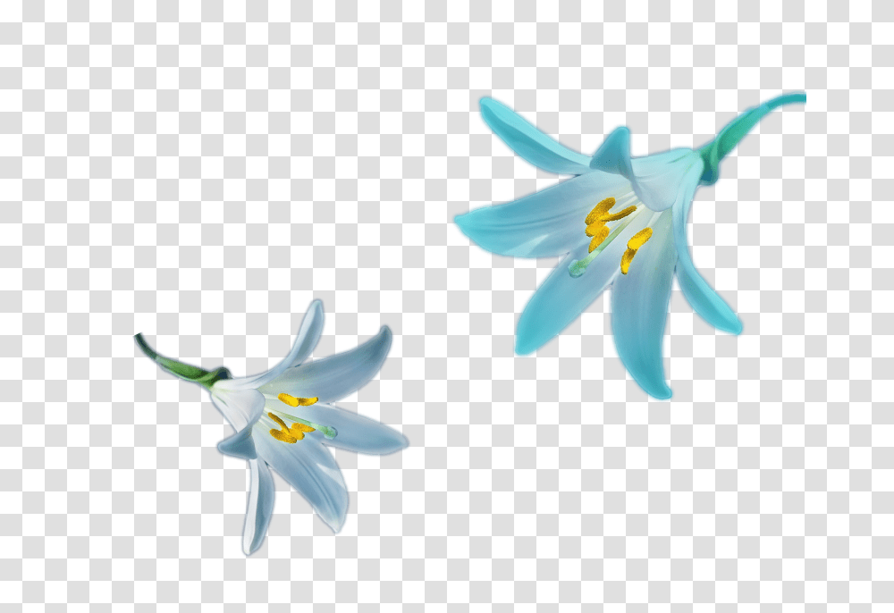 Blur Lily Flower Blur Color Nature Cool For Your, Plant, Blossom, Pollen Transparent Png