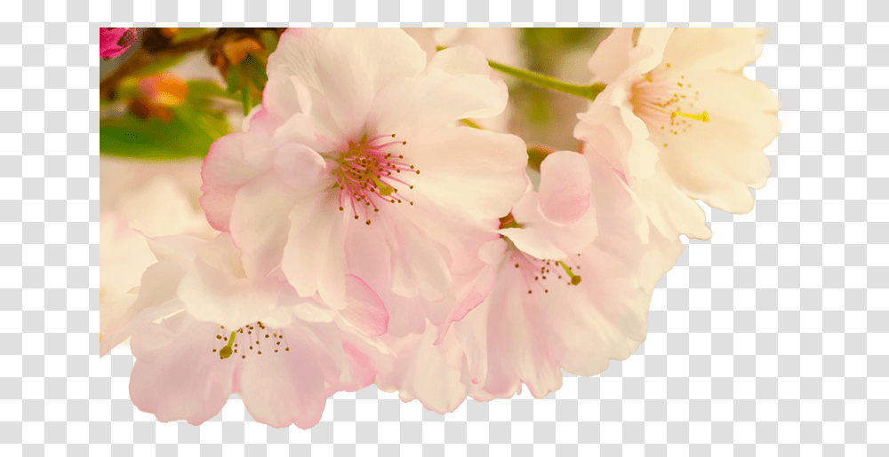 Blur, Plant, Flower, Blossom, Geranium Transparent Png