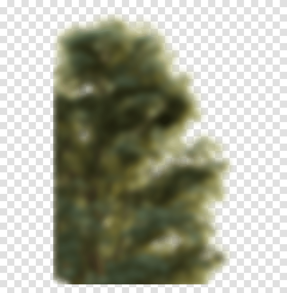 Blurry Trees Macro Photography, Plant, Pollen, Wasp, Bee Transparent Png