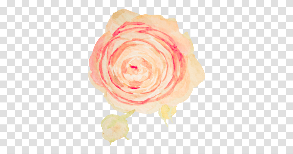 Blush Pink Flower Watercolor Full Size Garden Roses, Plant, Blossom, Accessories, Accessory Transparent Png