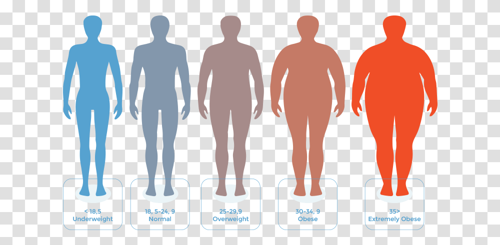 Bmi Chart Body Mass Index To Weight Loss Does 25 Bmi Look Like, Poster, Person, Word, Clothing Transparent Png