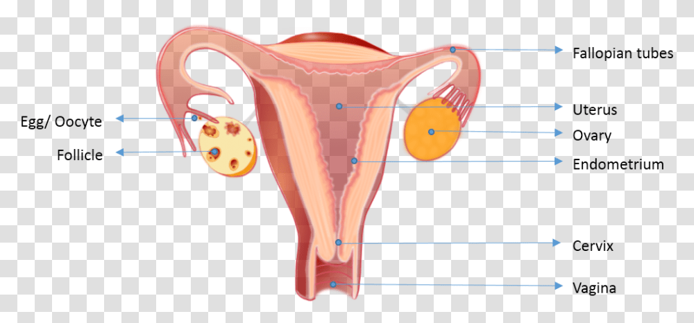 Bmom Fertility And Research Center Female Reproductive System Uterus Lining, Hip, Lingerie, Underwear, Clothing Transparent Png