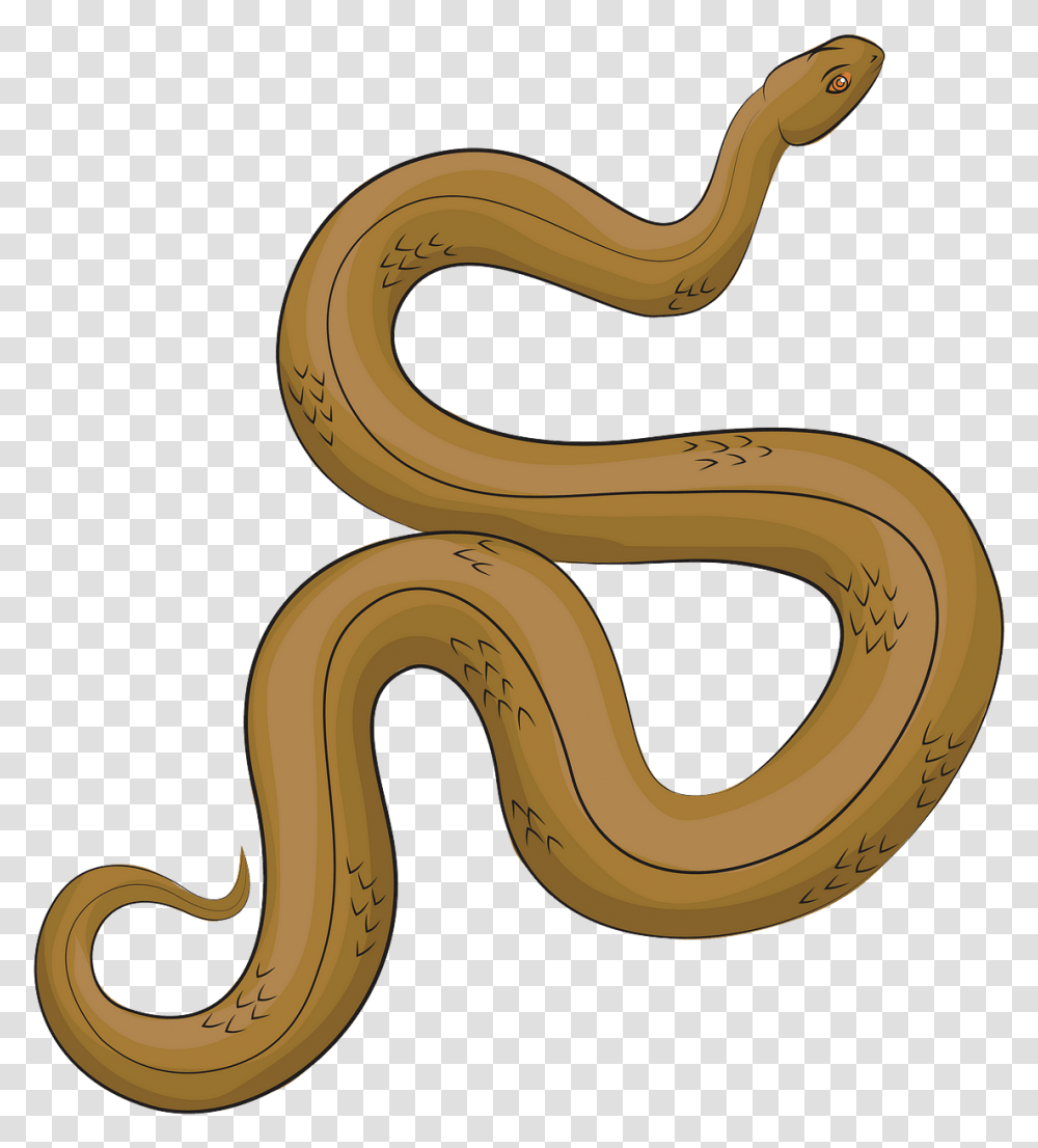Boa, Animal, Reptile, Snake, Eel Transparent Png