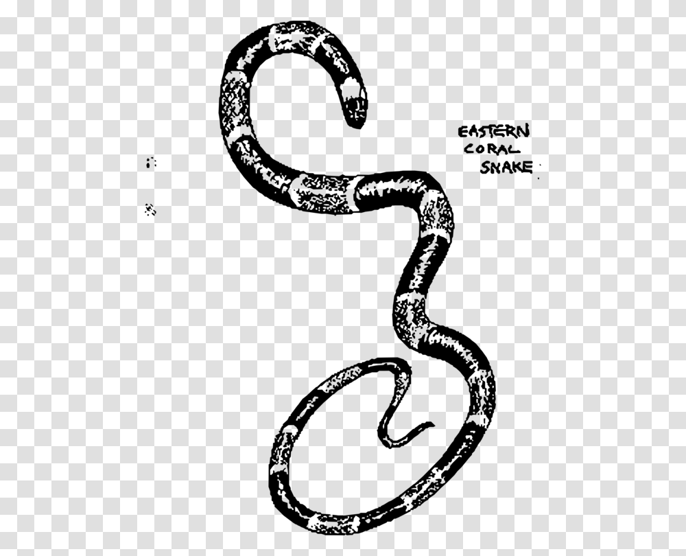 Boa Constrictor Eastern Coral Snake Drawing, Gray, World Of Warcraft Transparent Png