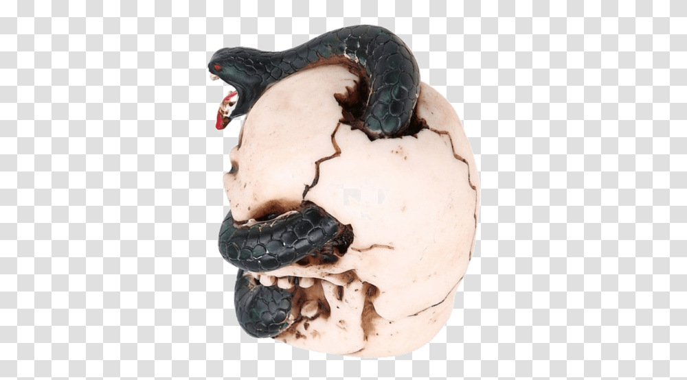 Boa Constrictor, Reptile, Animal, Tortoise, Turtle Transparent Png