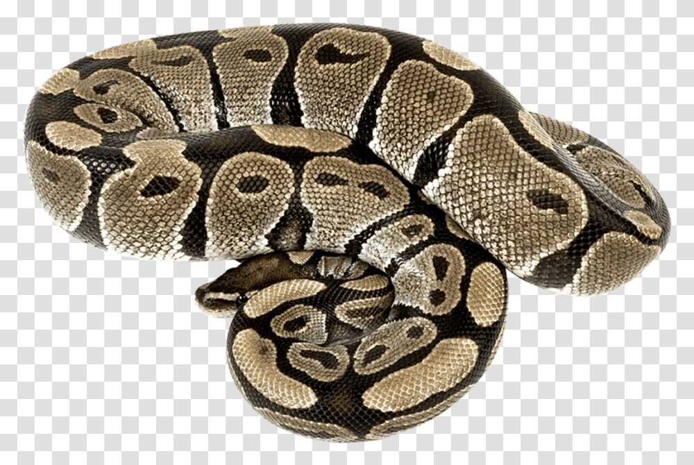 Boa Constrictor, Rug, Snake, Reptile, Animal Transparent Png